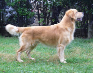 buddy_3a_std2